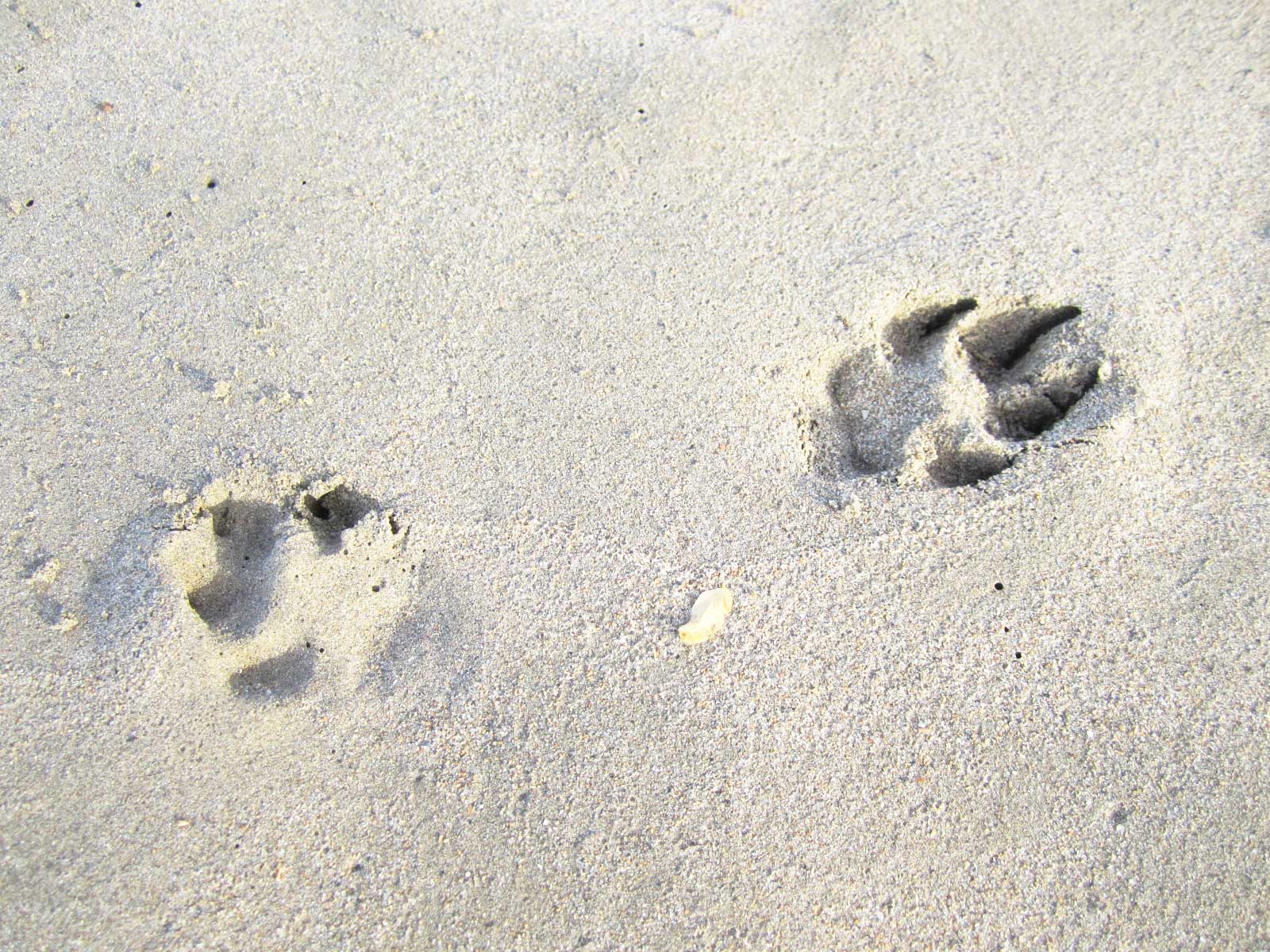 Dog prints on the beach