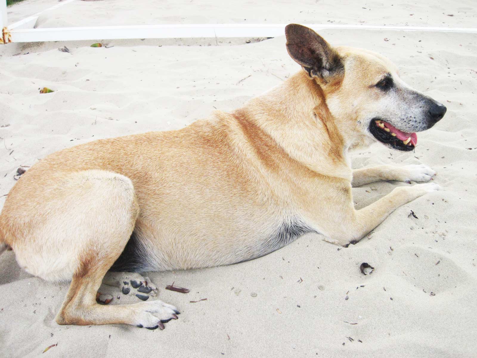 Dog chilling on the park